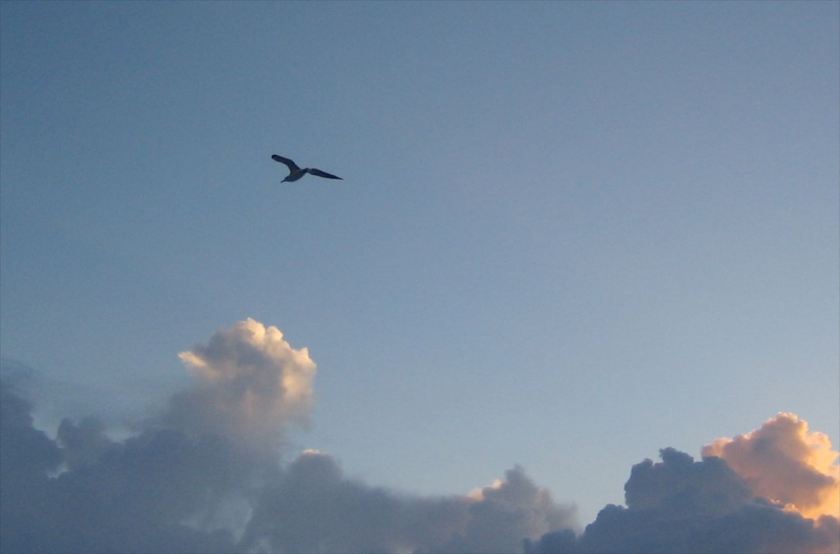 Photo by Priscilla Smith